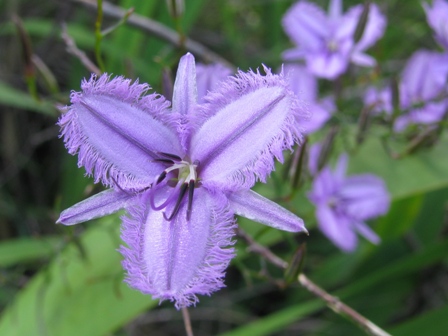 Fringed Violet photo by Tracy Stoves