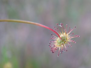 A sundew flower, photo by Tracy Stoves